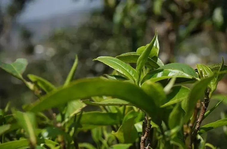 2023年那卡古樹春茶多少錢一公斤？