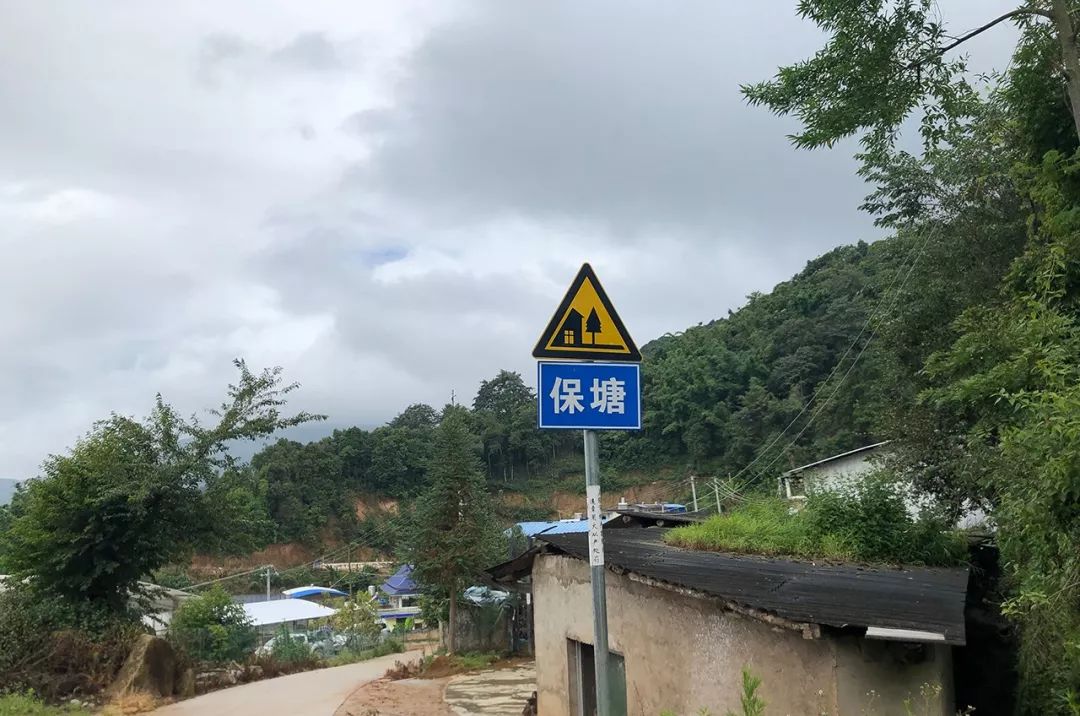 2023年保塘老寨古樹春茶特點(diǎn)是什么？