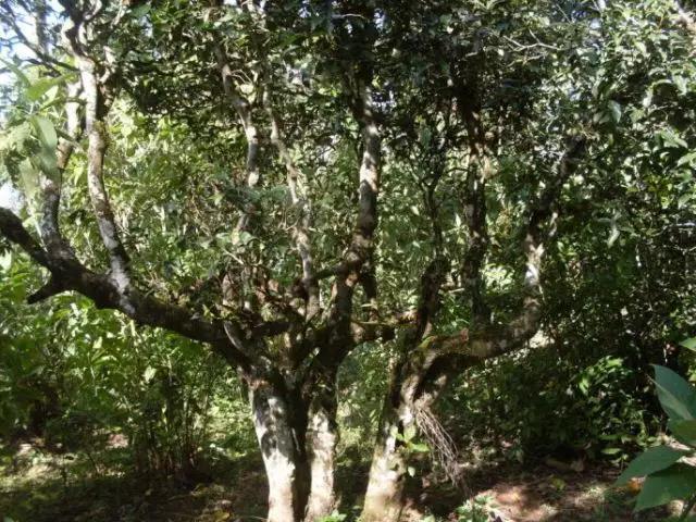 2023年保塘老寨古樹春茶多少錢一公斤？