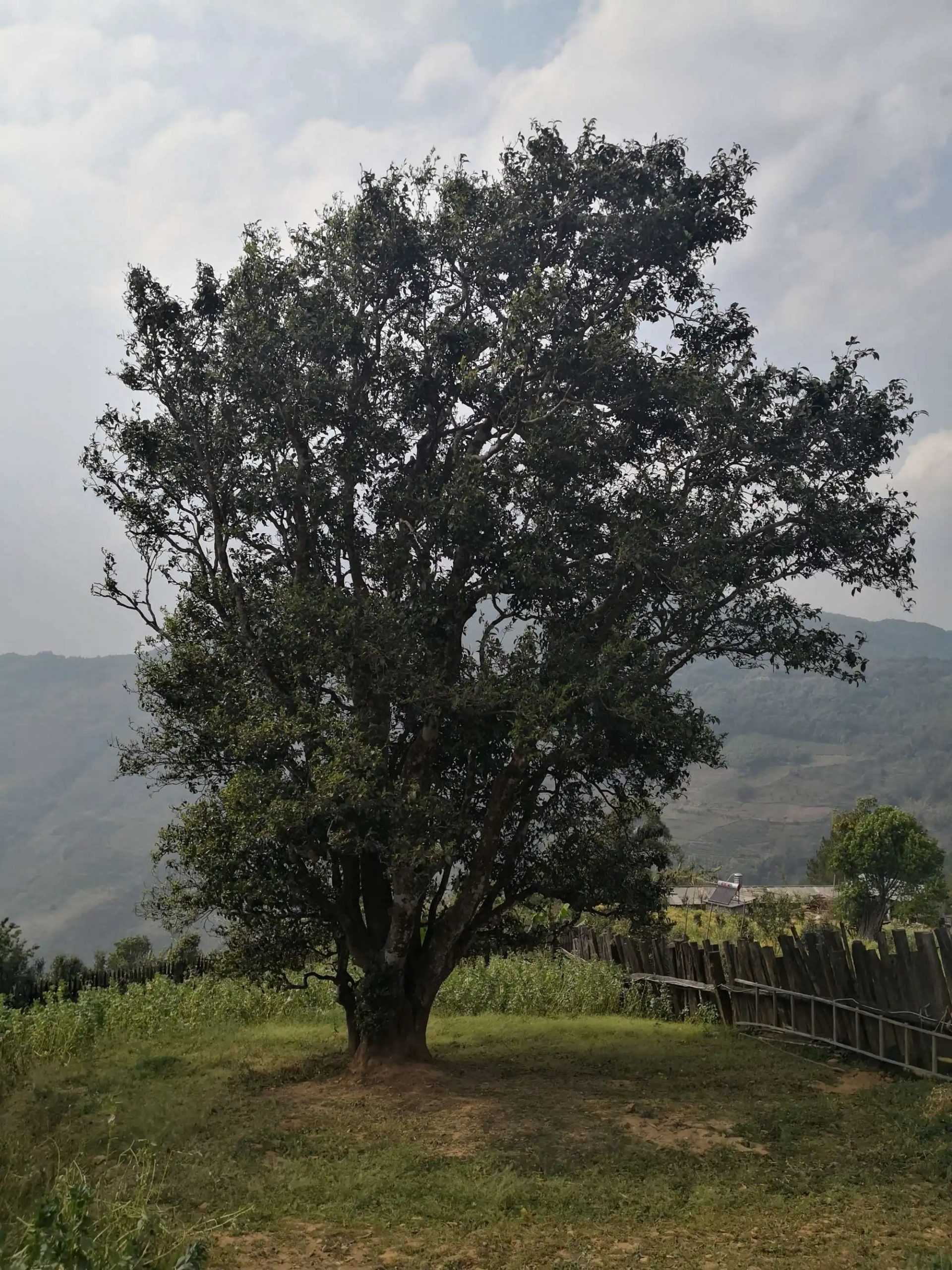 2023年邦崴古樹春茶口感怎么樣？