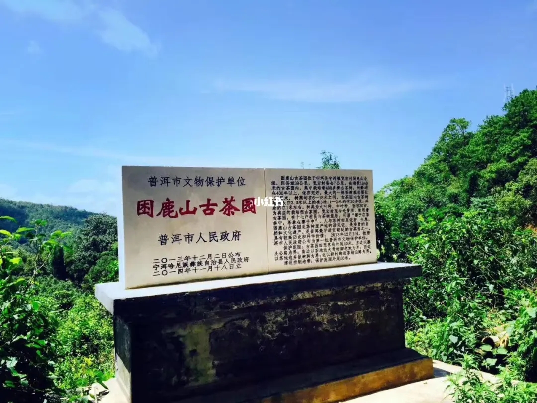 2023年困鹿山古樹春茶特點(diǎn)是什么？