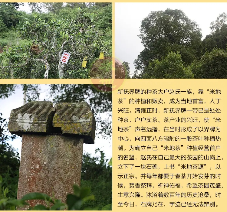 2023迷帝古樹春茶品質(zhì)如何？