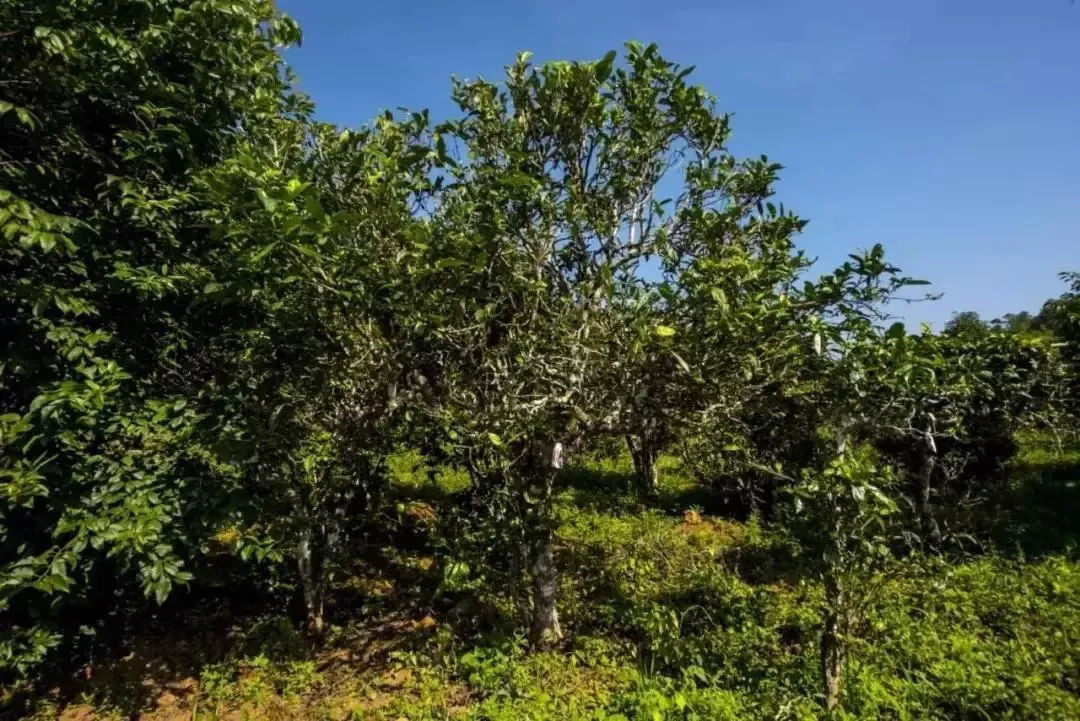 2023年迷帝古樹春茶口感怎么樣？