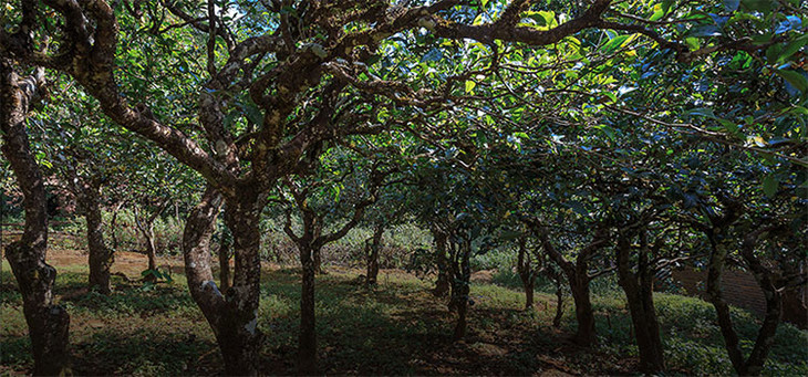 2023年小戶賽古樹春茶品質怎么樣？