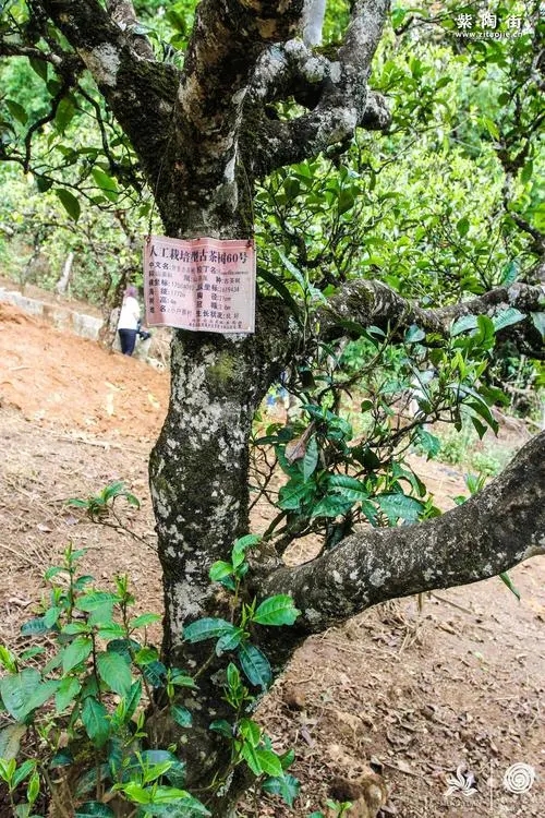 2023年小戶賽古樹春茶特點是什么？