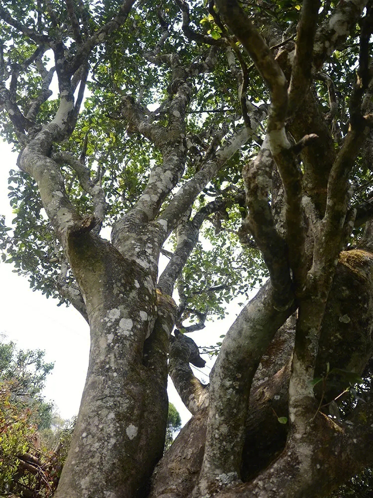 2023年白鶯山古樹春茶多少錢一公斤？