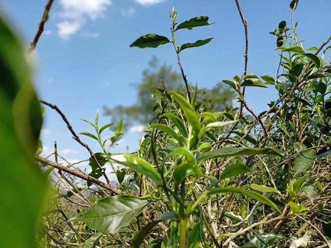 2023年昔歸古樹春茶價格是多少？