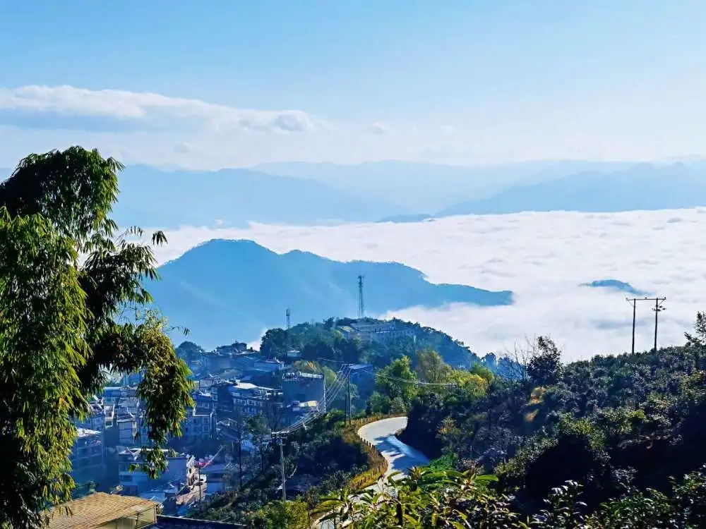 2023年邦東古樹(shù)春茶品質(zhì)如何？
