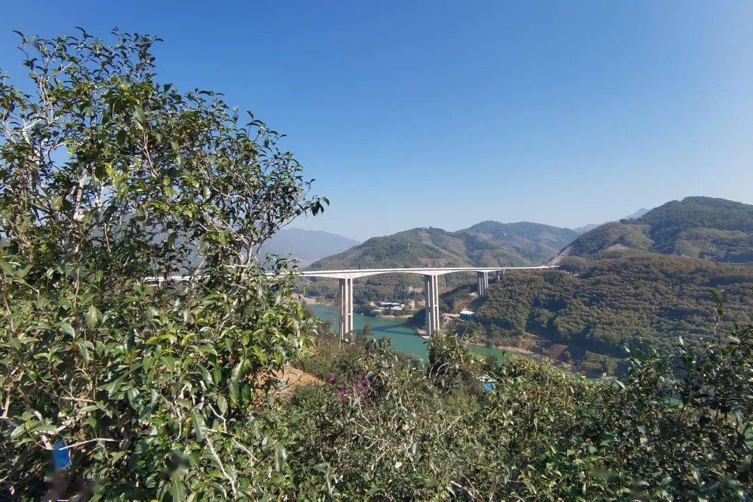 2023年邦東古樹(shù)春茶口感怎么樣？