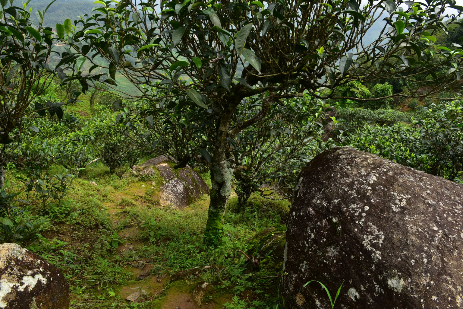 2023年邦東古樹春茶特點(diǎn)是什么？