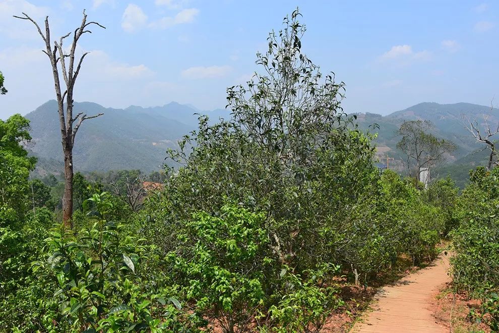 2023年邦東古樹春茶價格是多少？