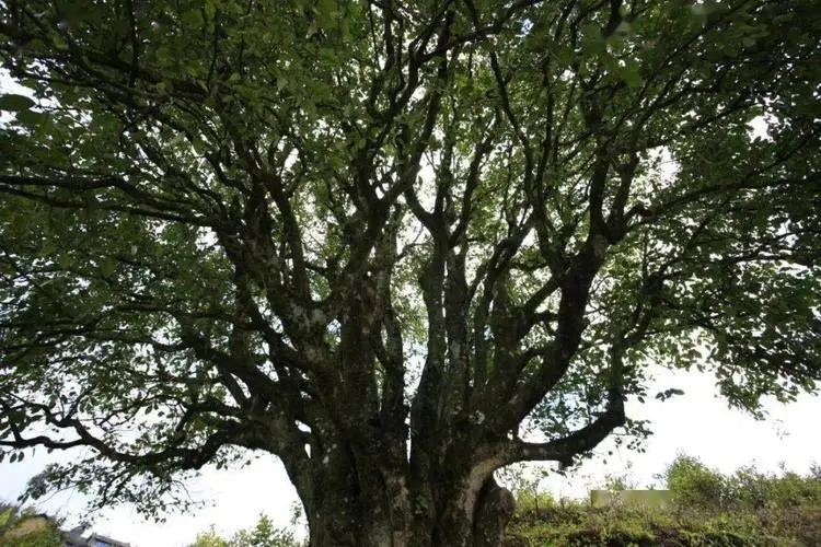 2023年香竹箐古樹春茶品質怎么樣？