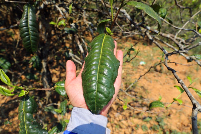 2023年忙肺古樹春茶品質怎么樣？