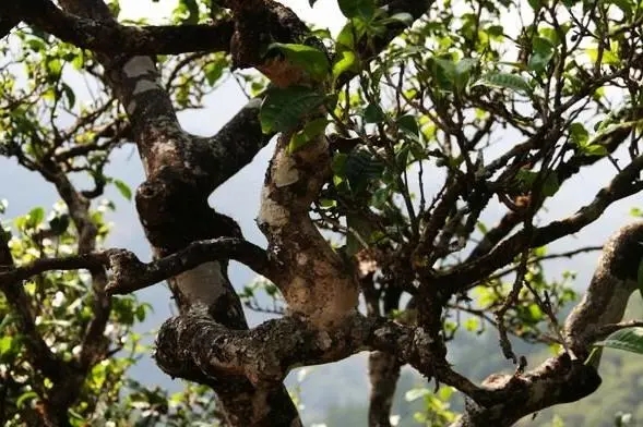 2023年忙肺古樹春茶價(jià)格是多少？