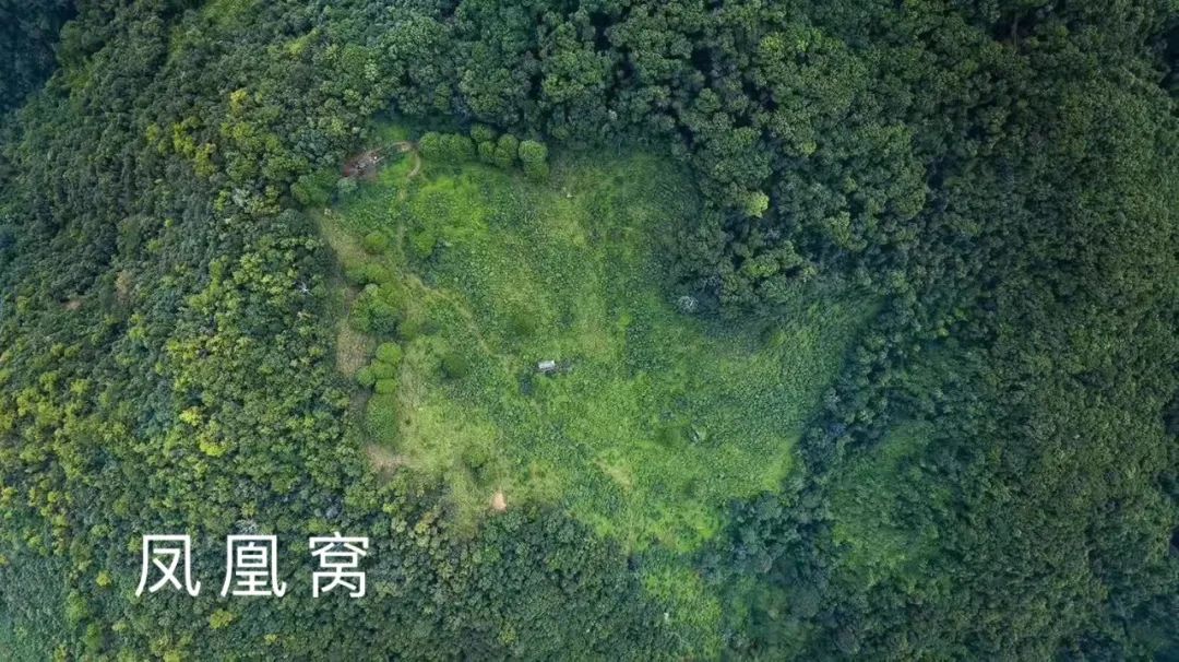 2023年鳳凰窩古樹春茶品質(zhì)如何？