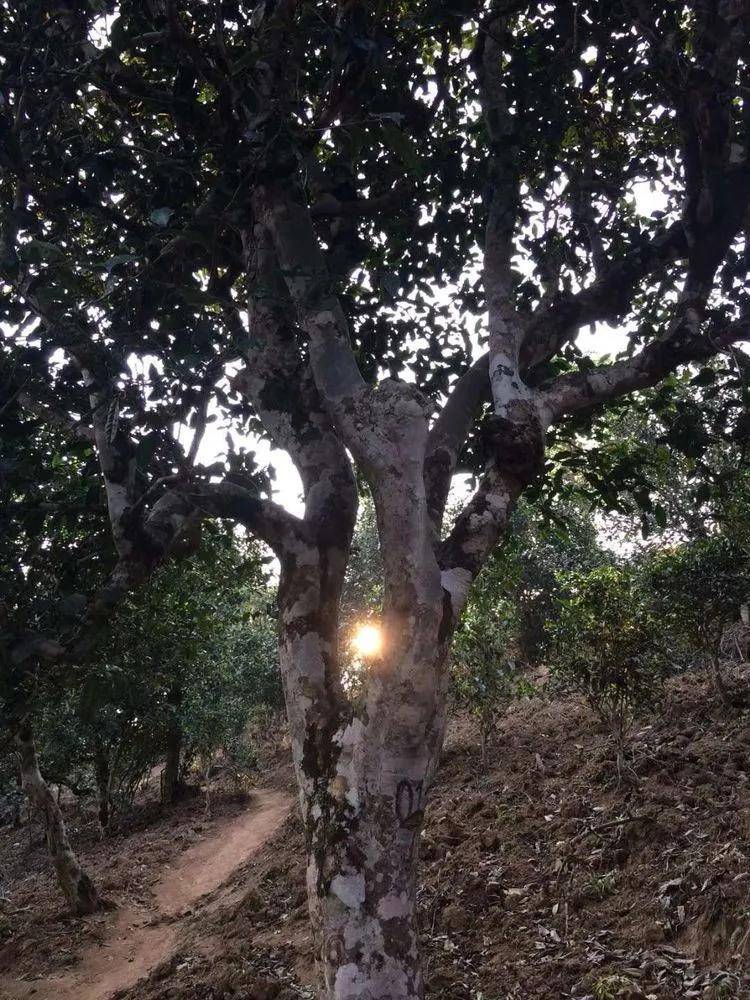 2023年小戶(hù)賽古樹(shù)春茶口感如何？