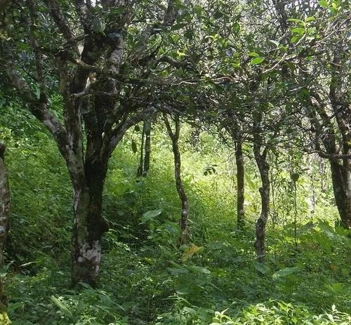 2023年小戶賽古樹春茶價(jià)格多少？