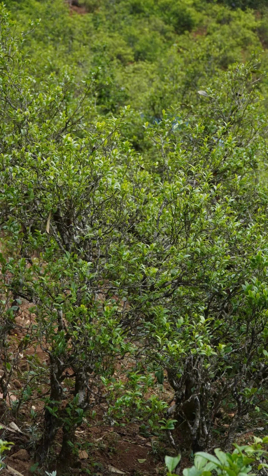 2023年壩糯古樹(shù)春茶特點(diǎn)是什么？