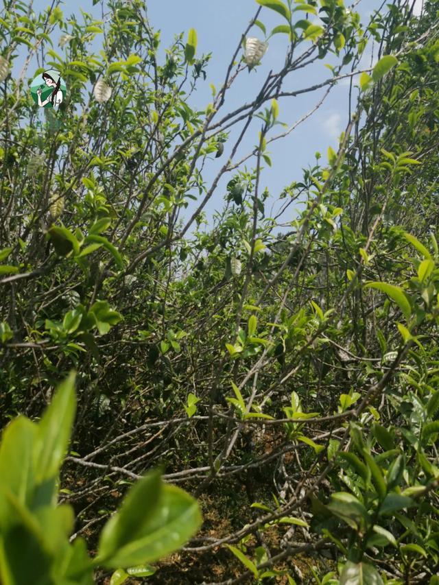 2023年壩糯古樹春茶價(jià)格是多少？