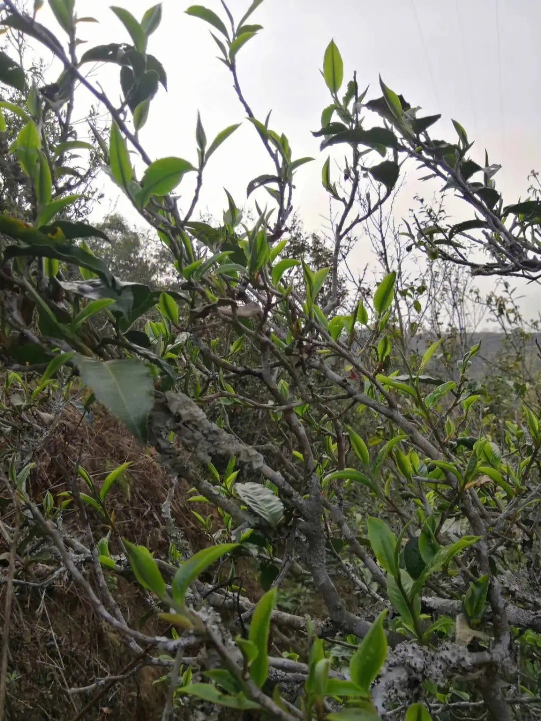 2023年壩糯古樹春茶多少一公斤？