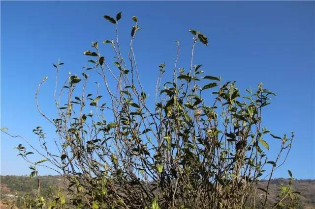 2023年那蕉古樹(shù)春茶品質(zhì)如何？