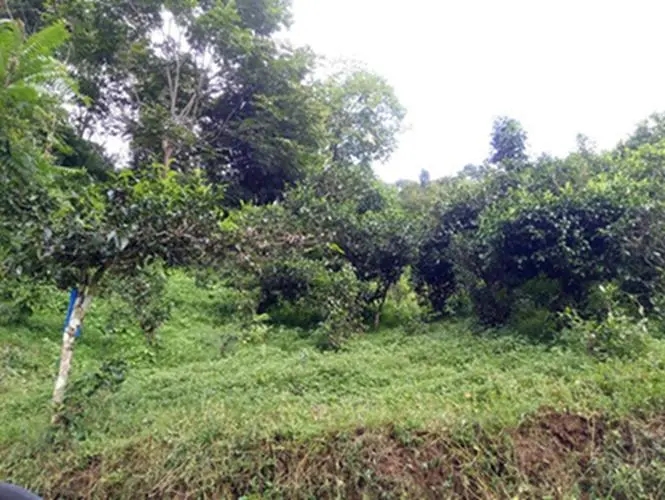 2023年南迫古樹(shù)春茶品質(zhì)怎么樣？