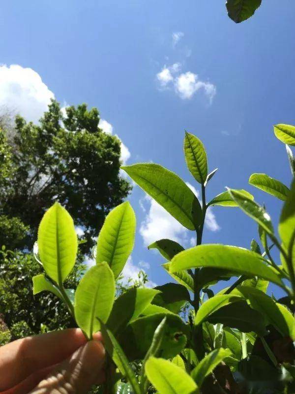 2023年南迫古樹春茶價格是多少？