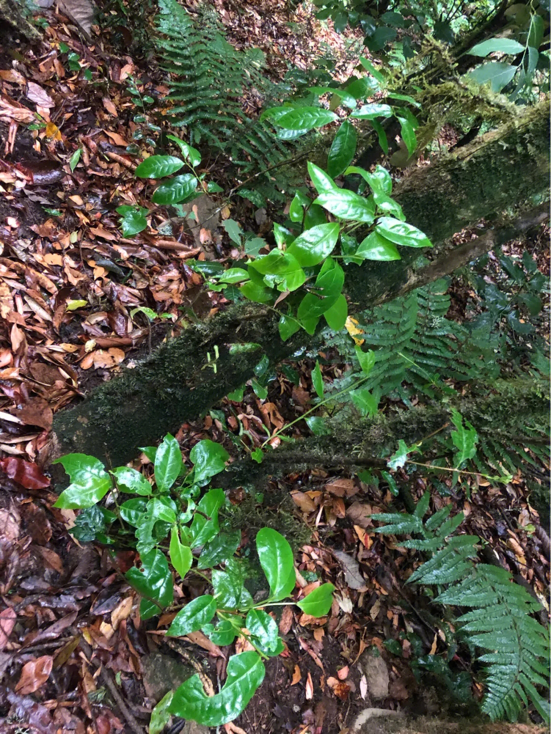 2023年南迫古樹春茶多少一公斤？