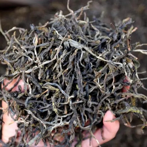 2023年地界古樹春茶品質(zhì)如何？