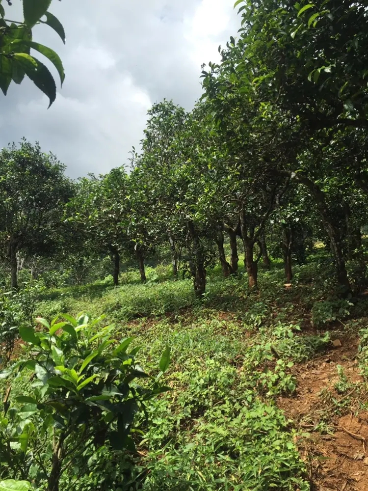 2023年地界古樹春茶特點(diǎn)是什么？