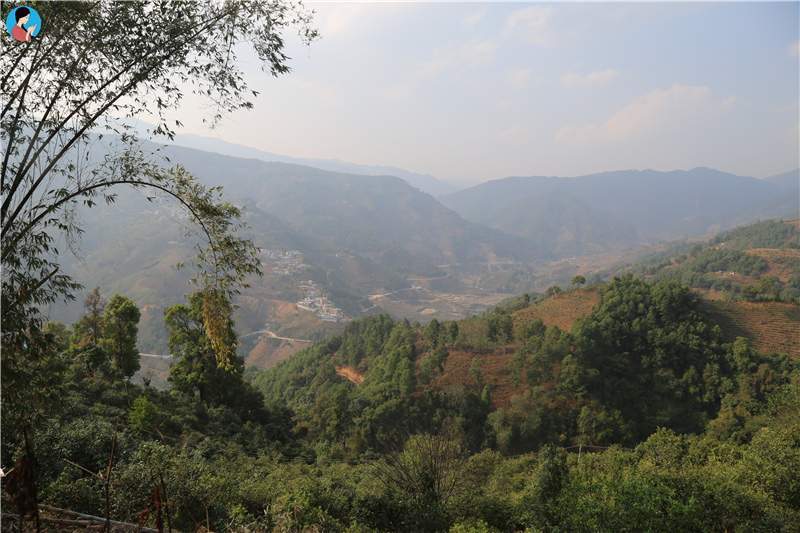 2023年壩歪古樹春茶品質(zhì)如何？