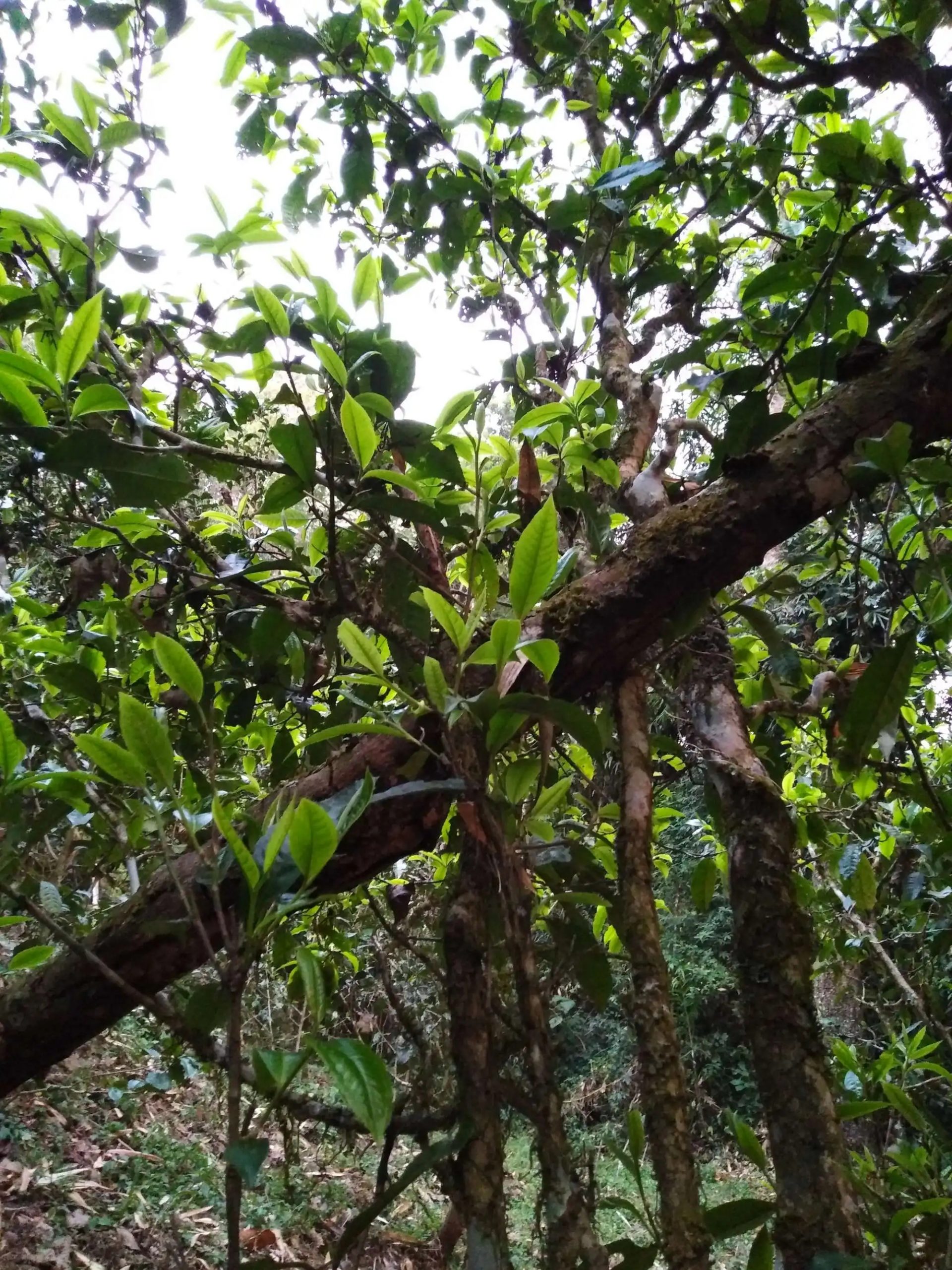 2023年糯伍古樹春茶品質(zhì)如何？