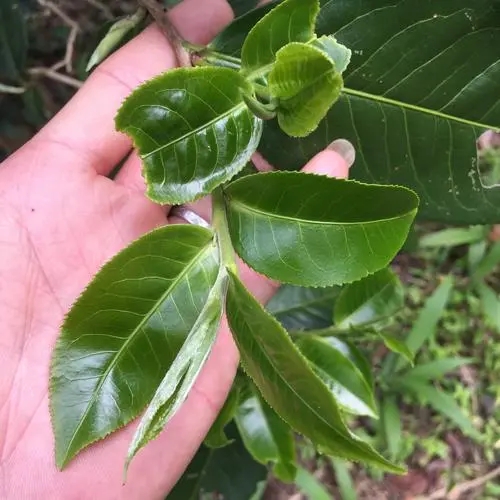 2023年薄荷塘古樹春茶口感如何？