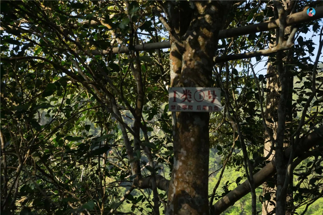 2023年薄荷塘古樹春茶價(jià)格是多少？