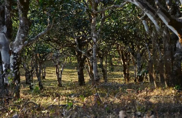 2023年彎弓古樹春茶特點(diǎn)是什么？