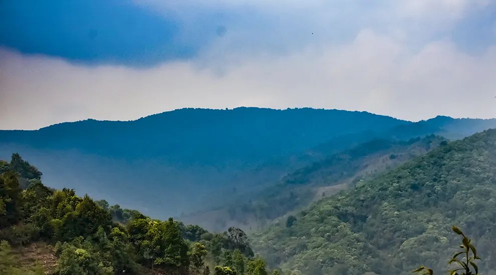 2023年勐庫(kù)大忠山古樹春茶品質(zhì)怎么樣？