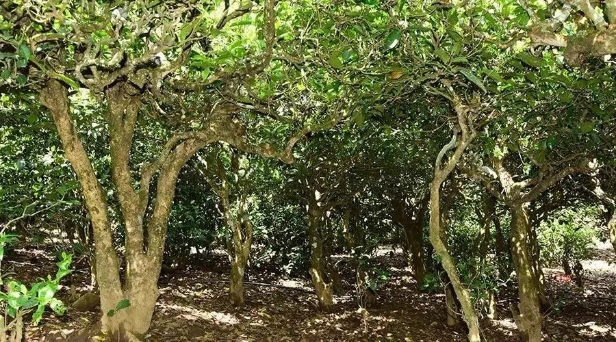 2023年勐庫大忠山古樹春茶多少錢一公斤？