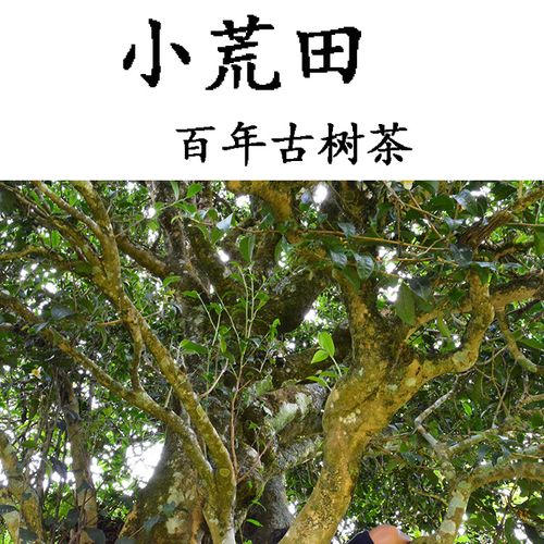 2023年勐庫(kù)小荒田古樹春茶特點(diǎn)？