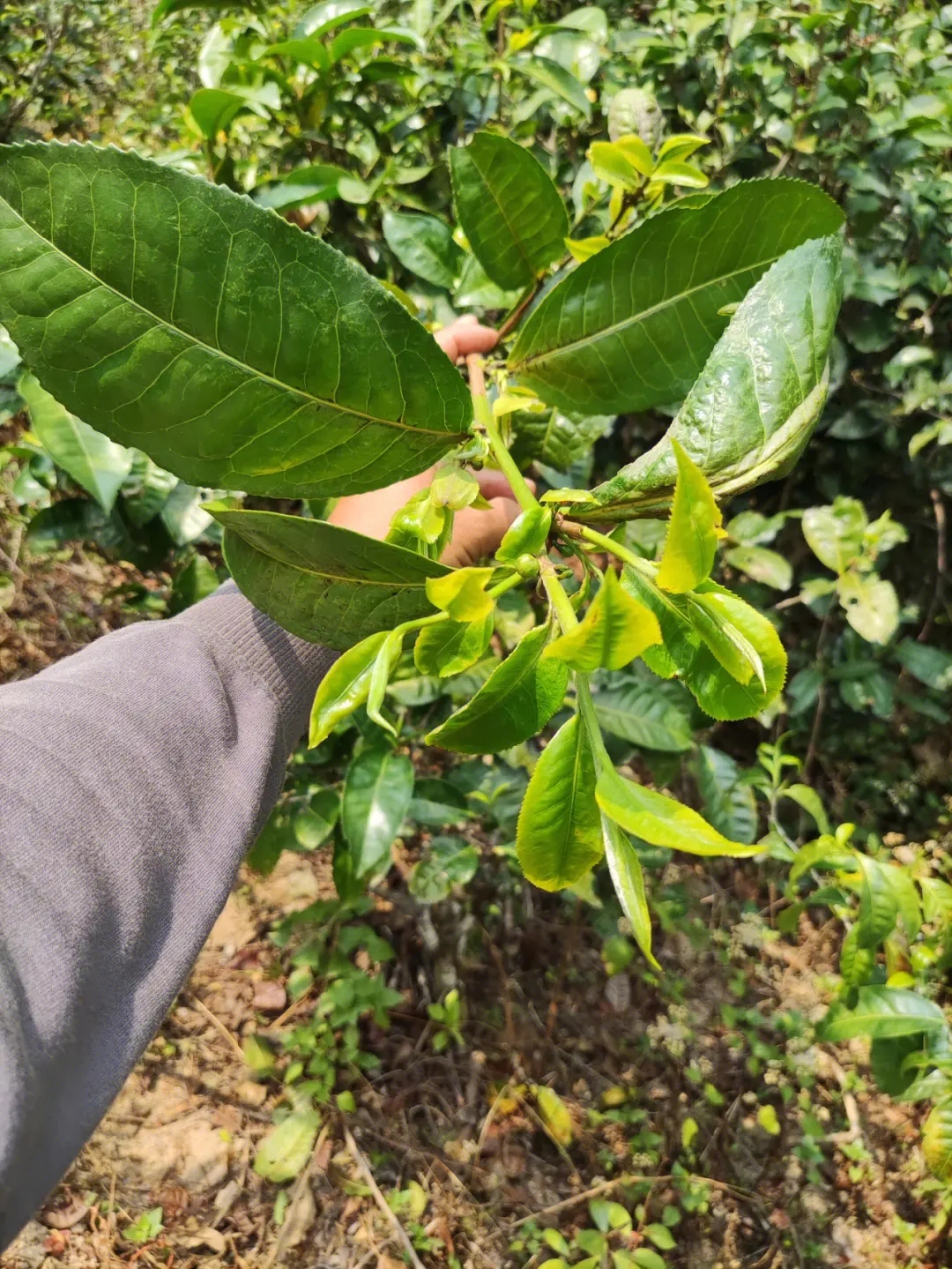 2023年勐庫(kù)小荒田古樹(shù)春茶品質(zhì)如何？