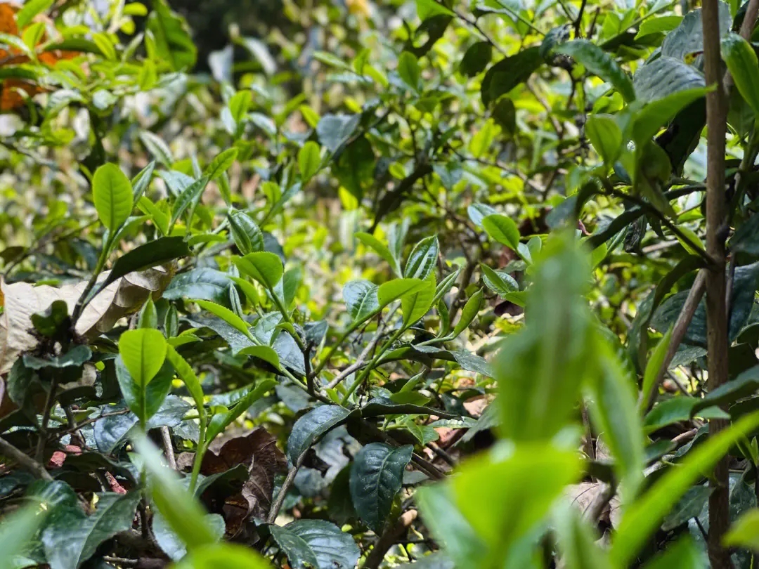 2023年勐庫(kù)那蕉古樹春茶多少一公斤？