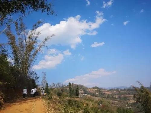 2023年勐庫豆腐寨古樹春茶特點是什么？