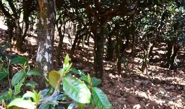 2023年勐庫豆腐寨古樹春茶價格是多少？