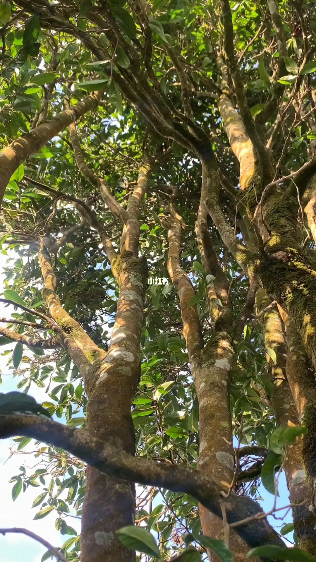 2023年勐庫河邊寨古樹春茶品質(zhì)如何？