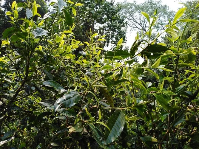 2023年勐庫河邊寨古樹春茶價格是多少？