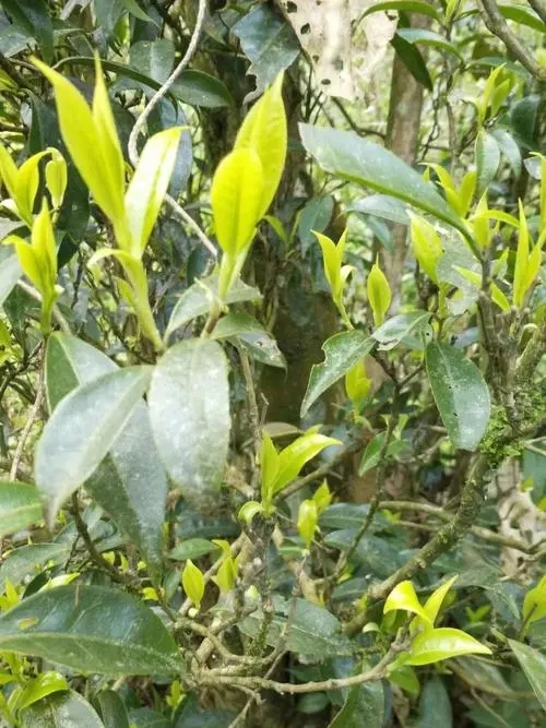 2023年勐庫河邊寨古樹春茶多少一公斤？