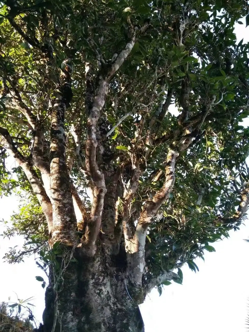 2023年麻栗坡古樹春茶口感怎么樣？