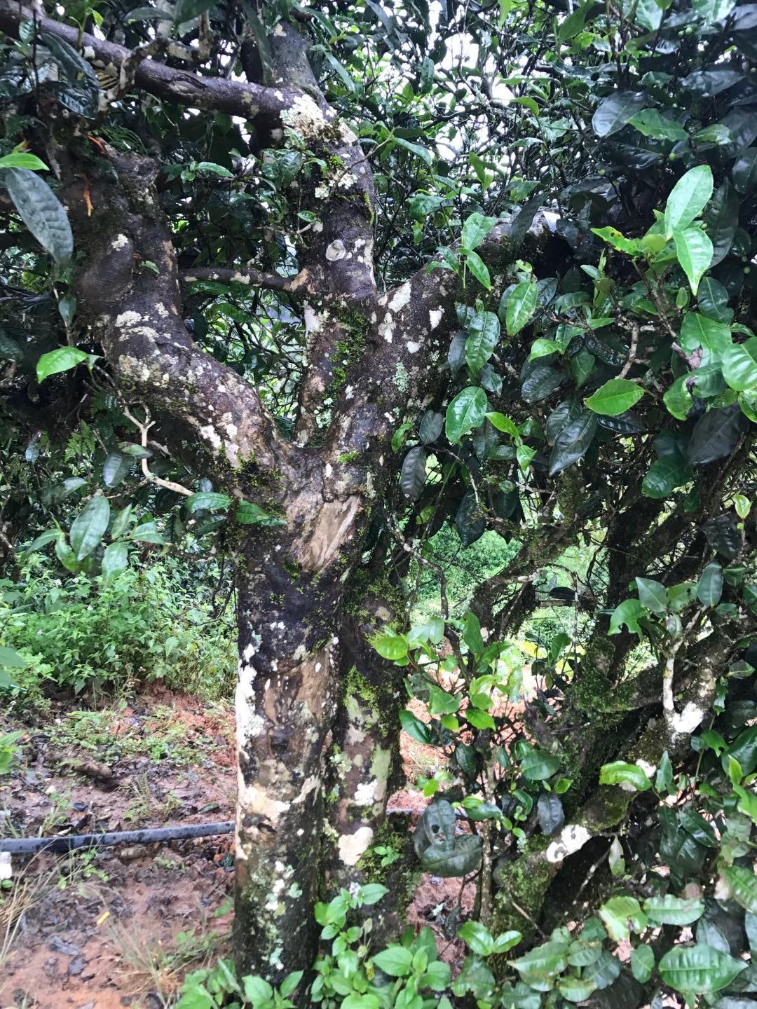 2023年麻栗坡古樹春茶價格是多少？