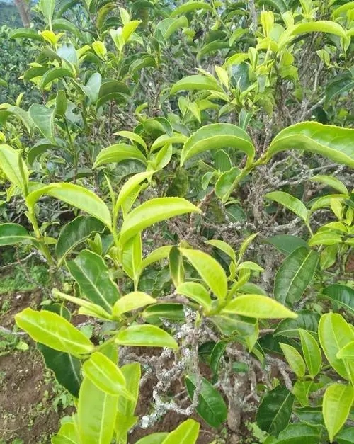 2023年鍋底塘古樹春茶口感如何？