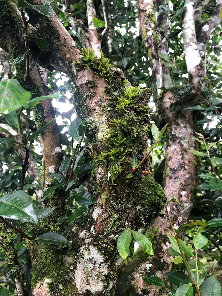 2023年永德大雪山古樹春茶品質(zhì)如何？