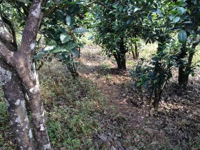 2023年永德大雪山古樹春茶價格是多少？